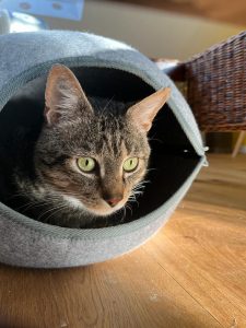 Harry in seiner Kuschelhöhle