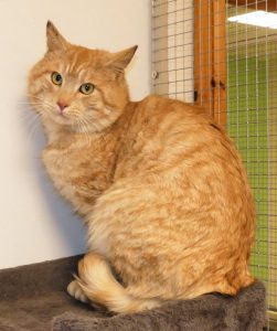 Archi ist ein wirklich großer Kater