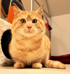 Archibald "Archi" ganz aufmerksam