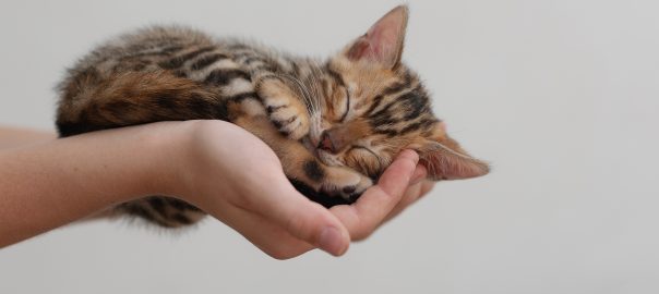 Kleines Katzenkind liegt auf einer Hand