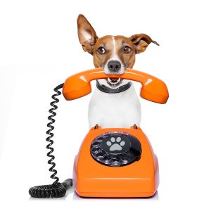Kleiner Terrier mit Telefon-Hörer im Maul
